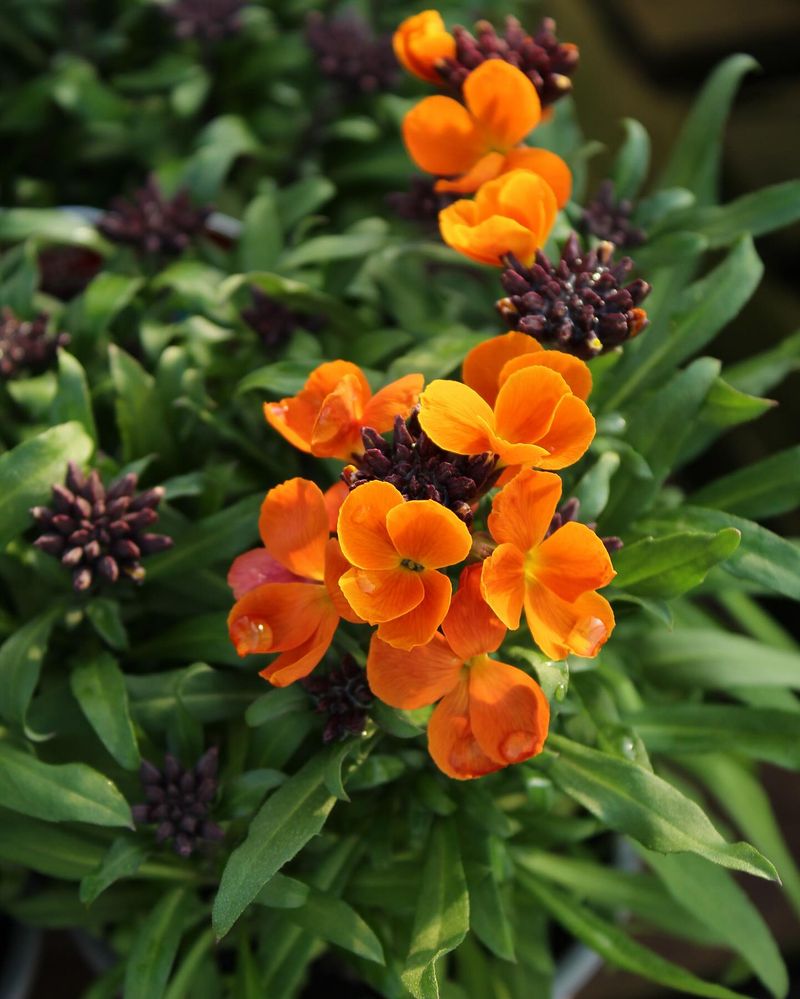 Wallflower 'Sunset Orange'