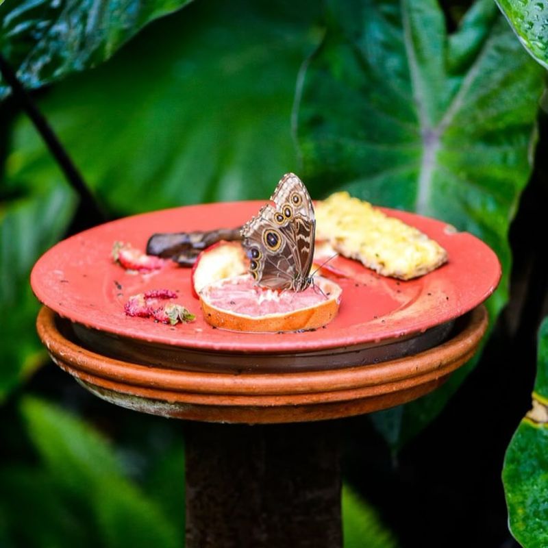 Offer Fruit Feeders