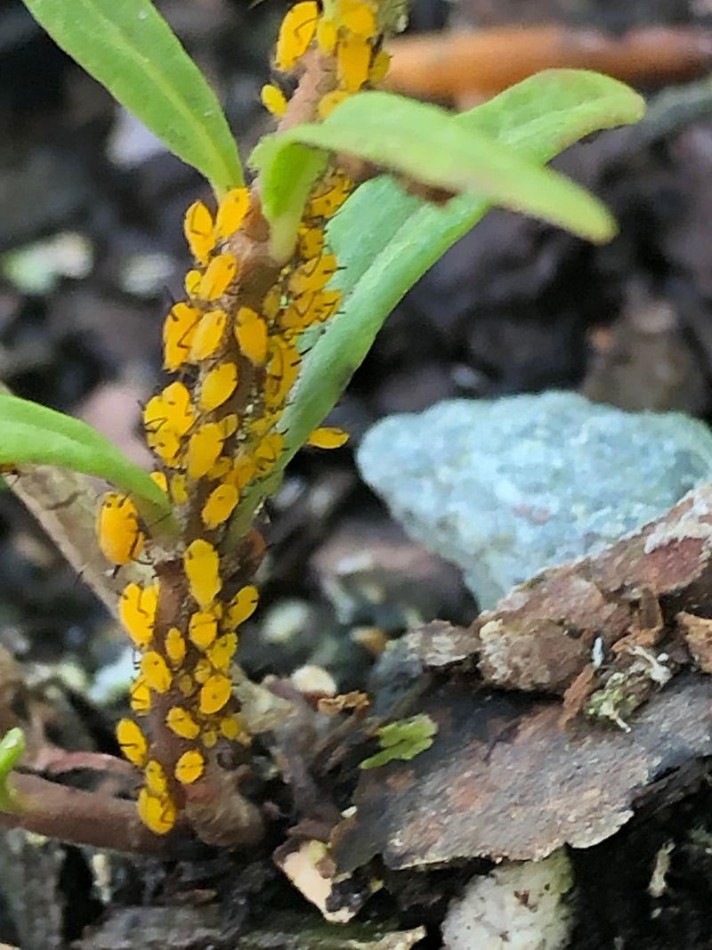 Manage Pests Naturally