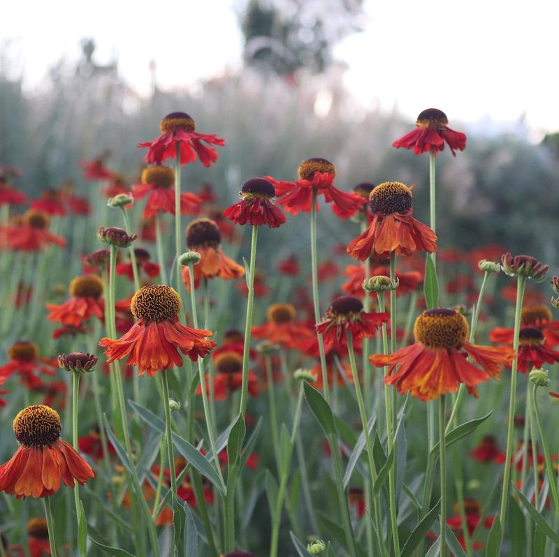 Helenium