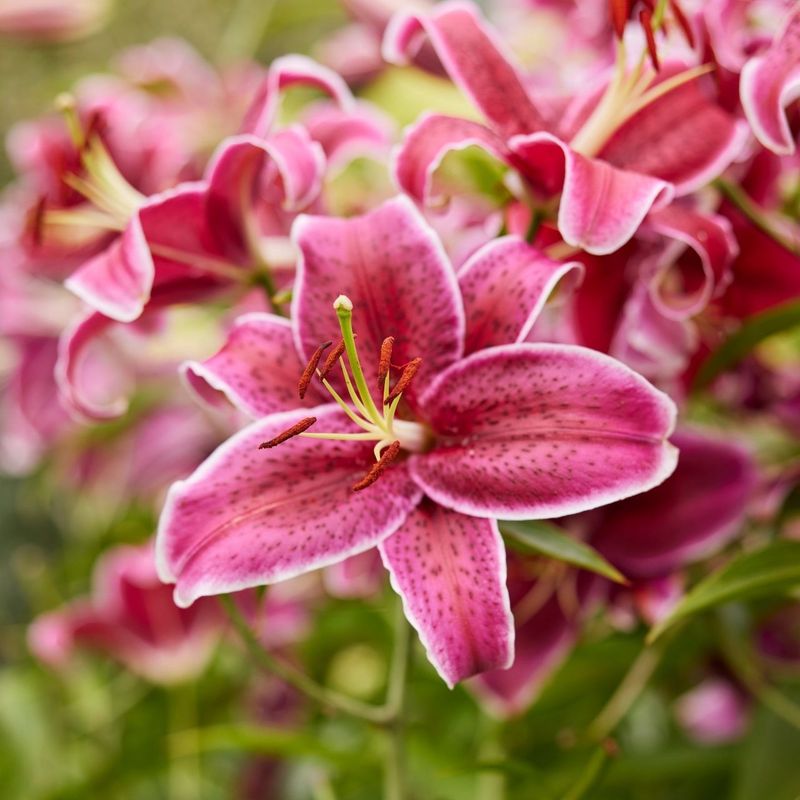 Lilies