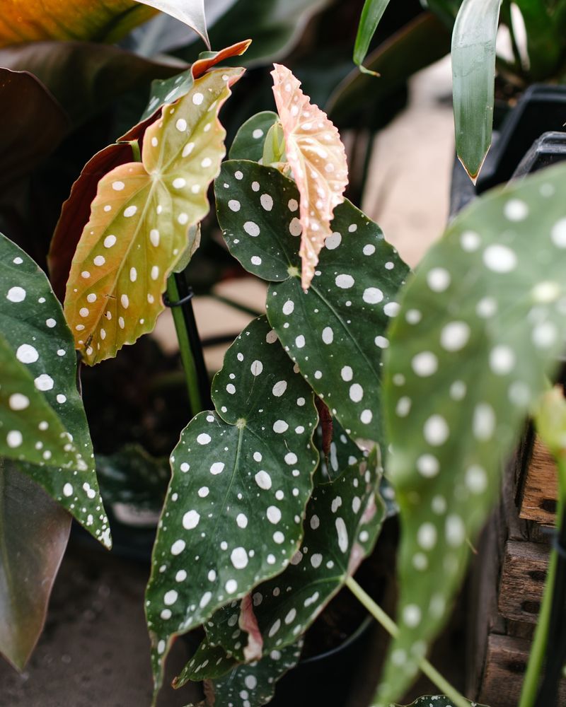 Spotted Foliage