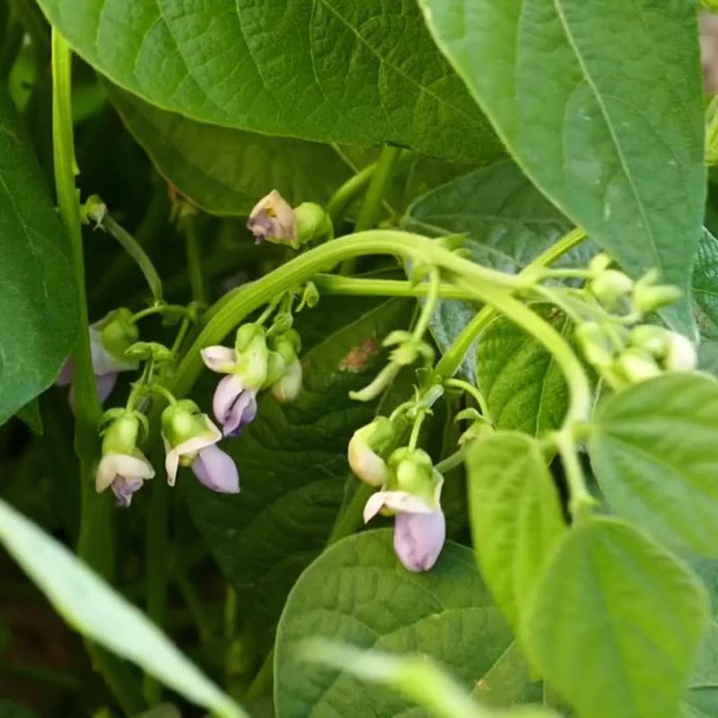 Beans