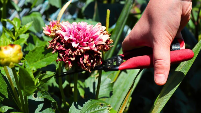 pruning plants