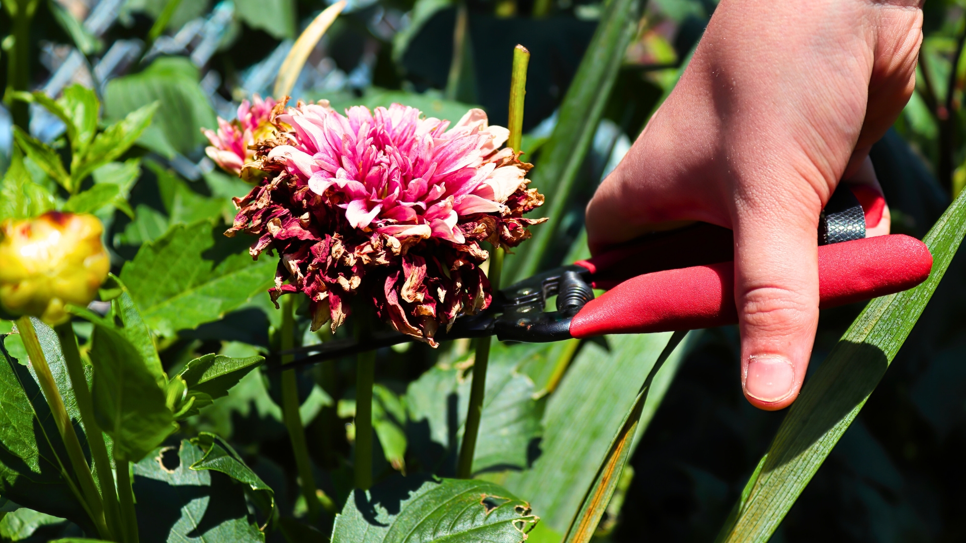 pruning plants