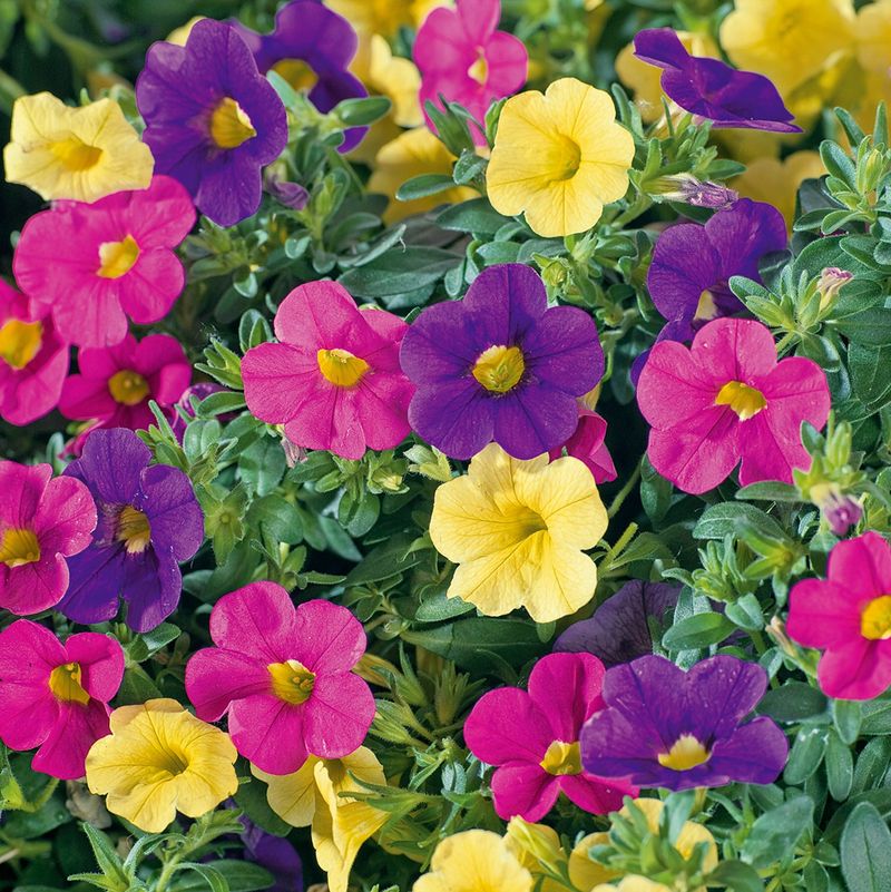 Companion Planting