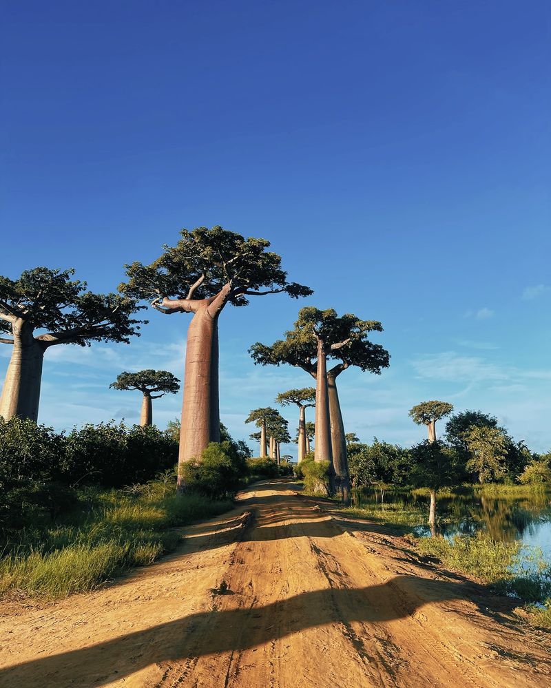 Avenue of the Baobabs