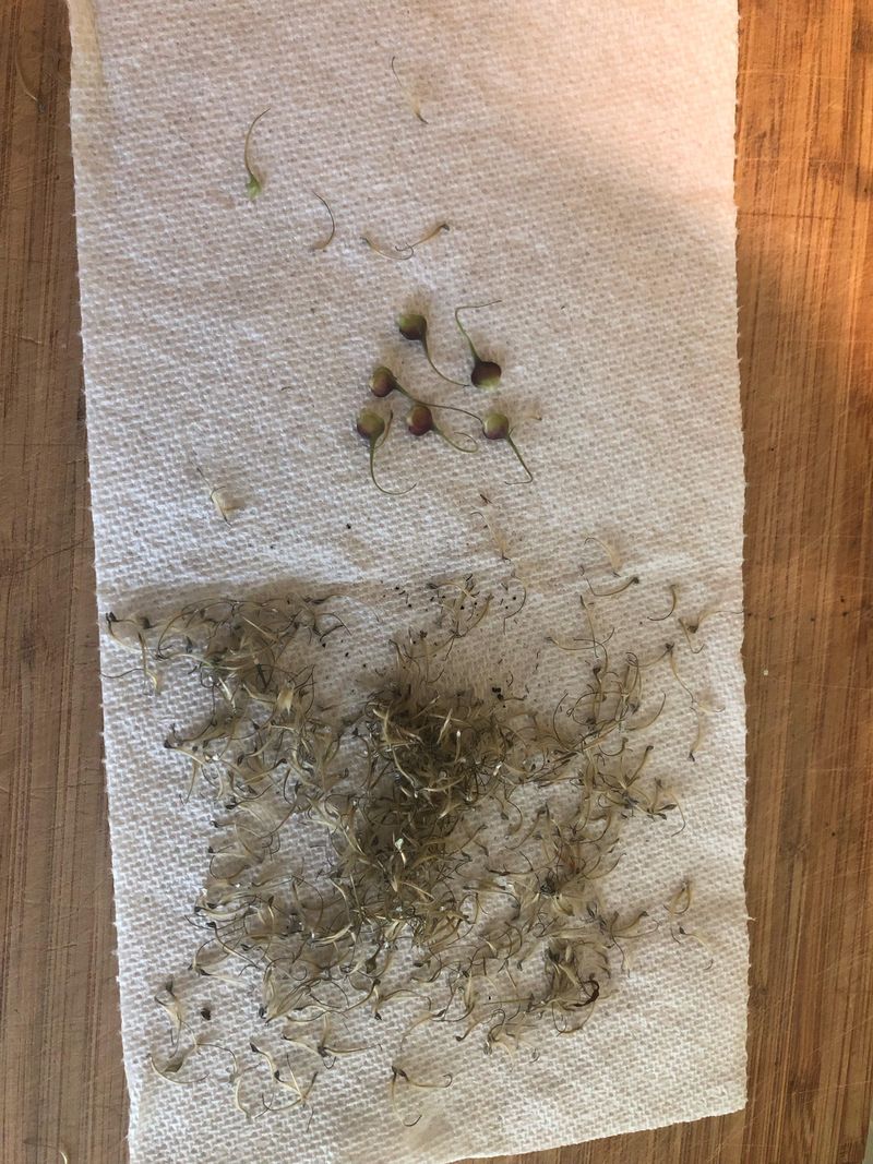 Save Special Seedheads