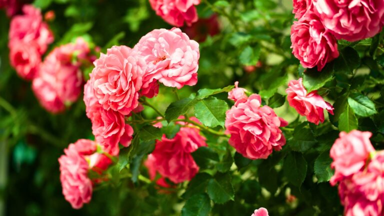 roses