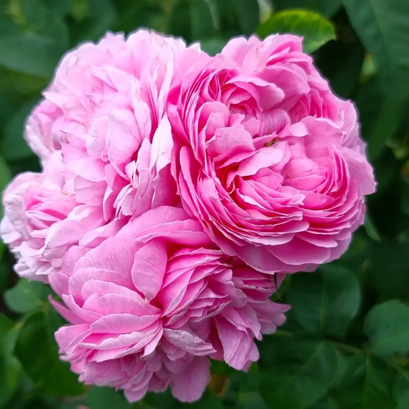 Damask Rose