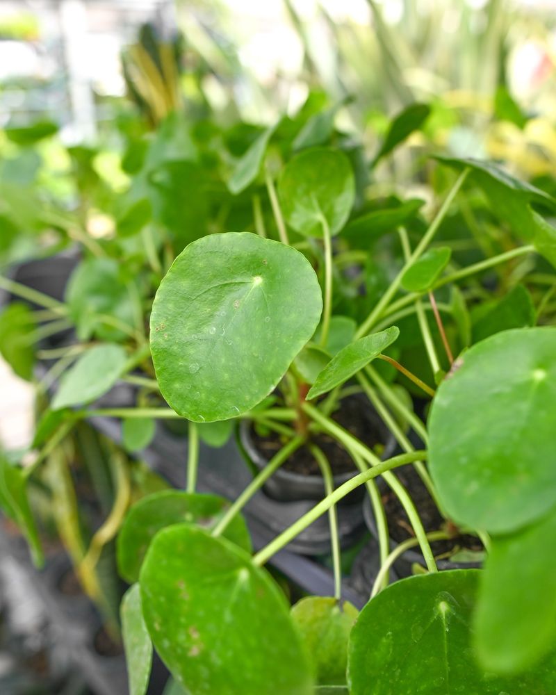 Money Plant