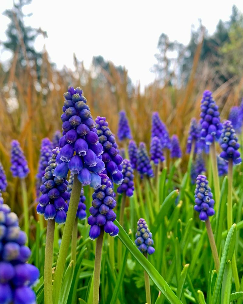 Muscari