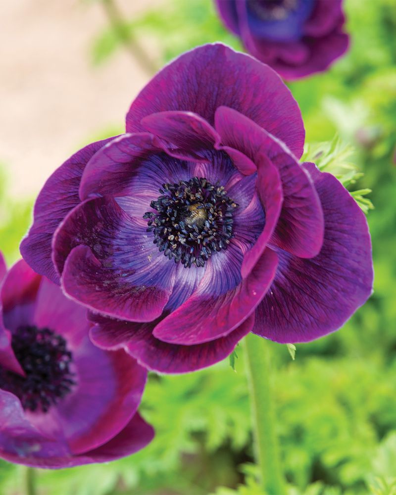 Anemones