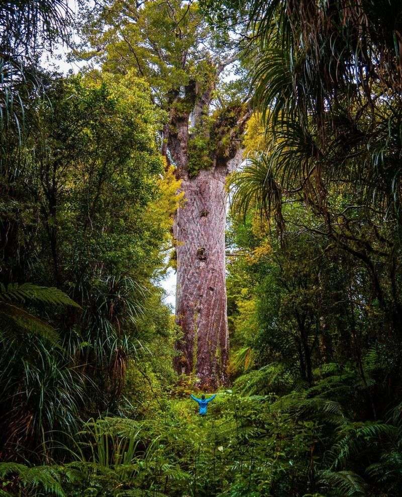 Tāne Mahuta