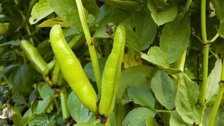 green beans