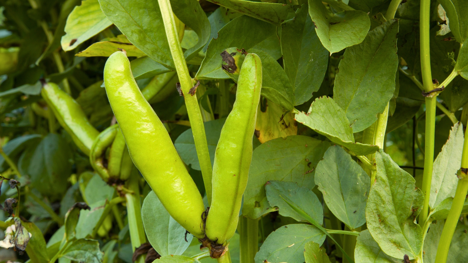 green beans