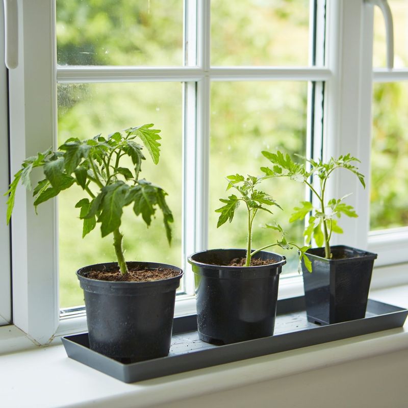 Choose Bush Varieties