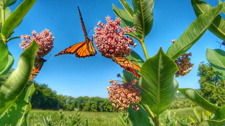 Milkweed