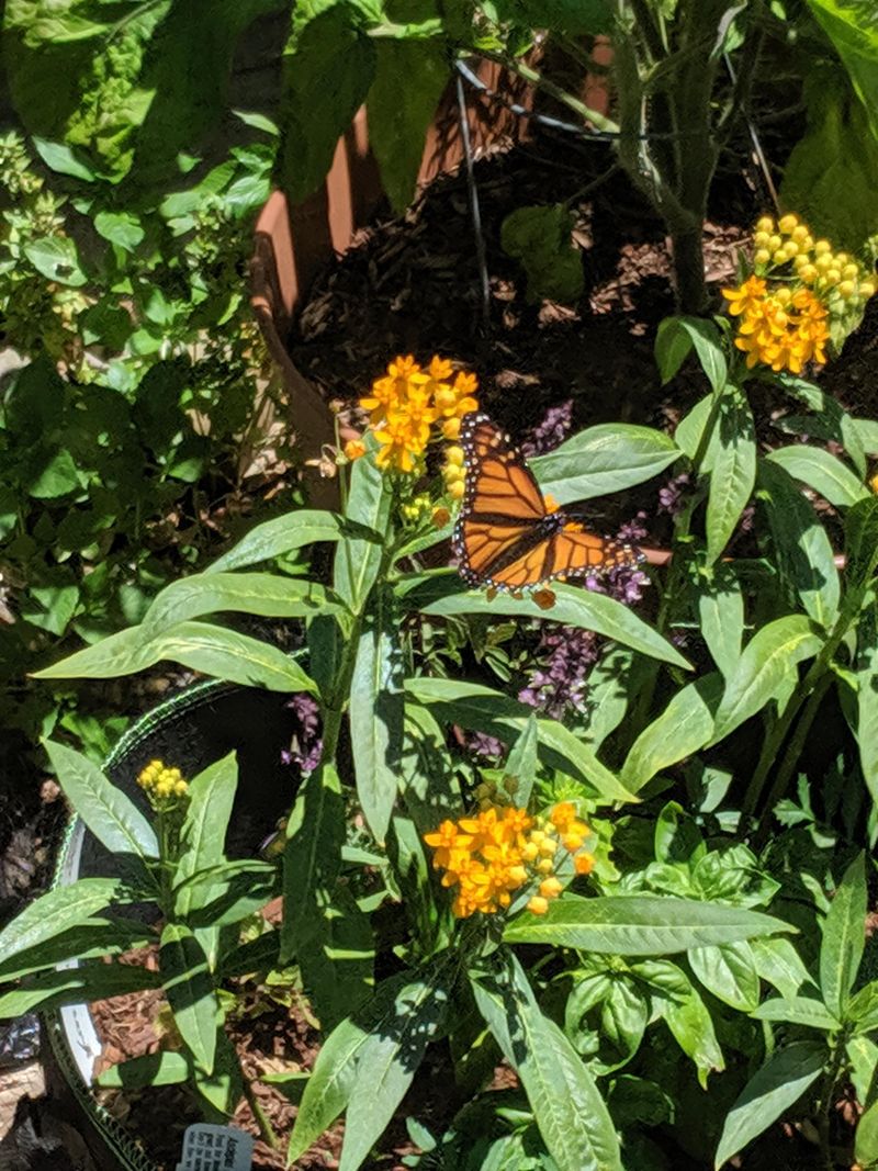 Choose Native Varieties