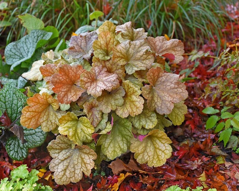 Coral Bells