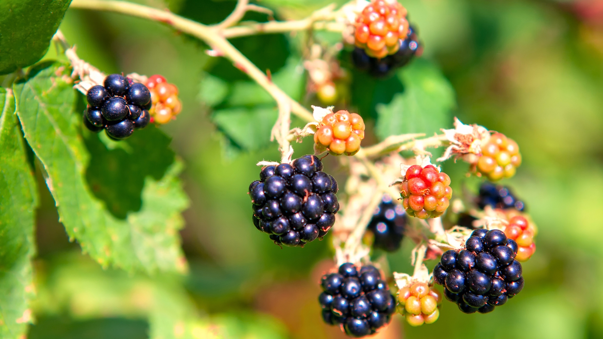 Blackberries