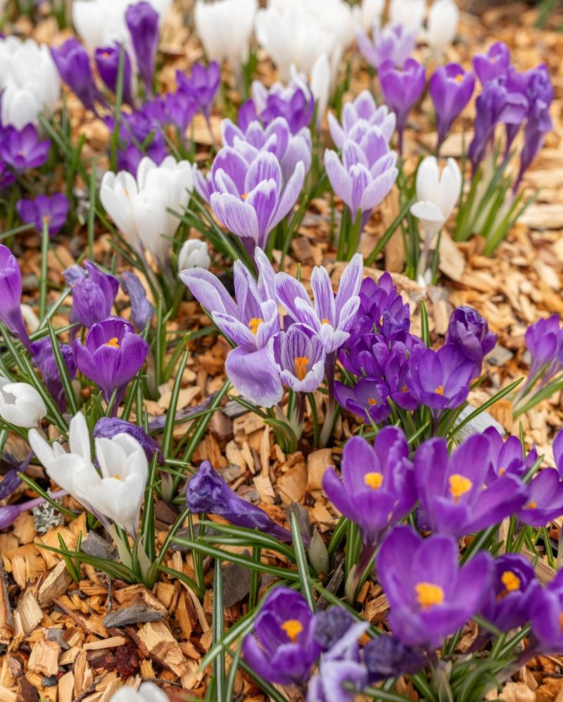 Crocus