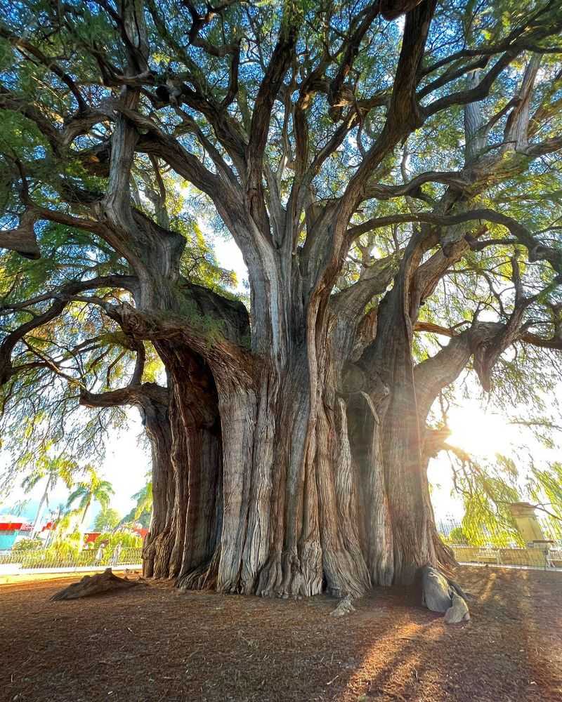 Tule Tree