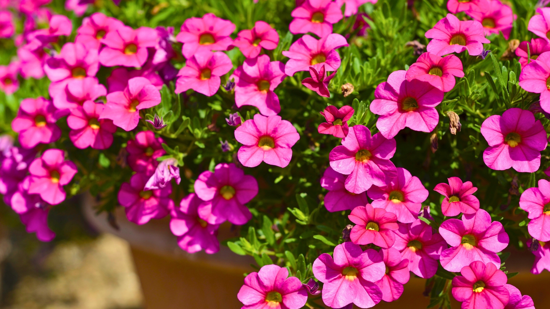 Calibrachoa