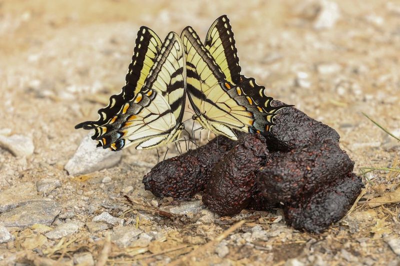 Create Puddling Stations