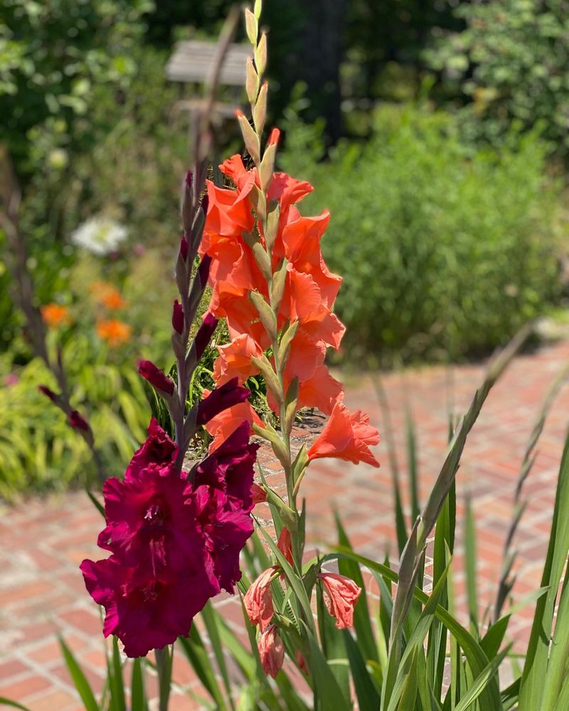 Gladiolus