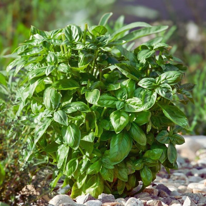 Basil