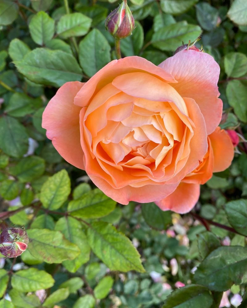 Lady Emma Hamilton
