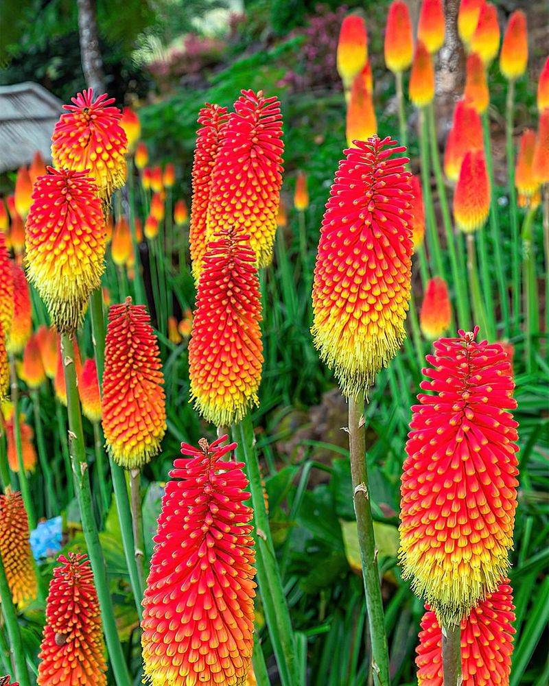 Red-Hot Poker
