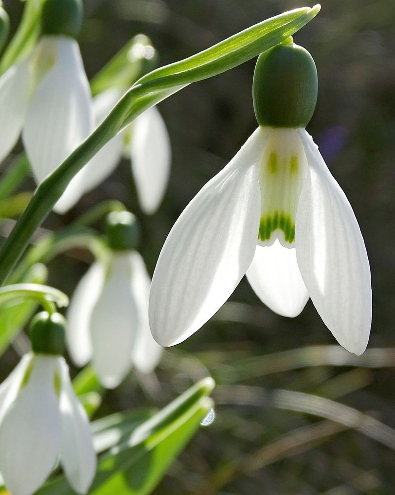 Snowdrops
