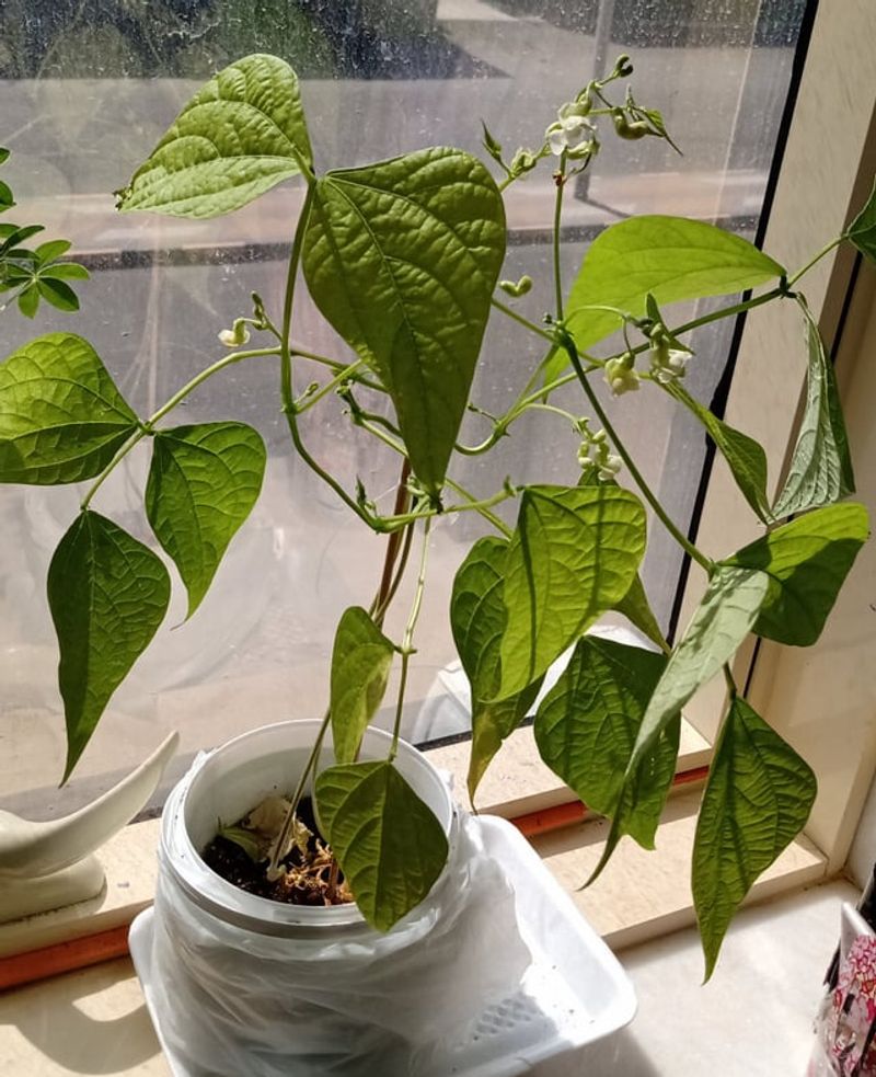 Boost Humidity Levels