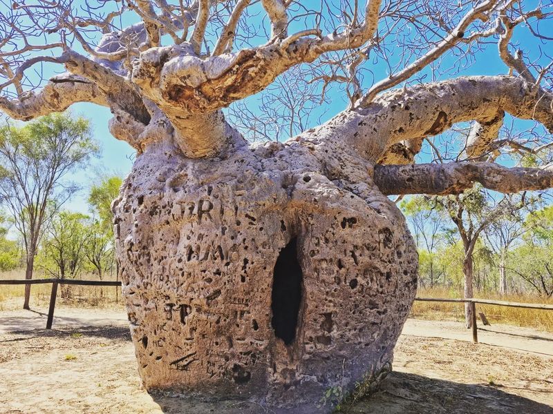Boab Prison Tree