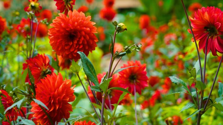 flowers
