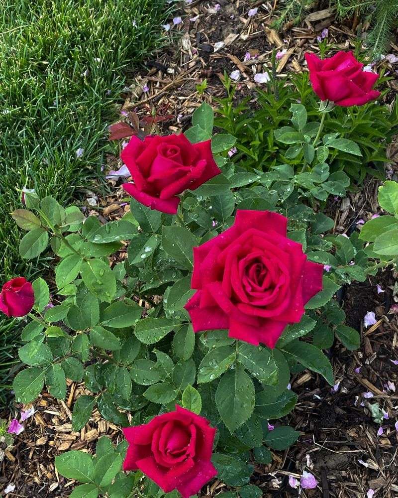 Red Roses