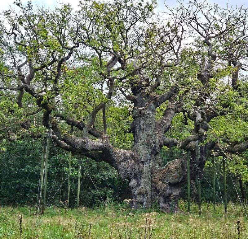 Major Oak