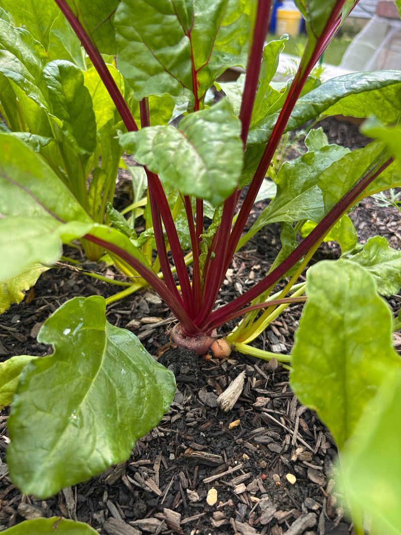 Succession Planting Method