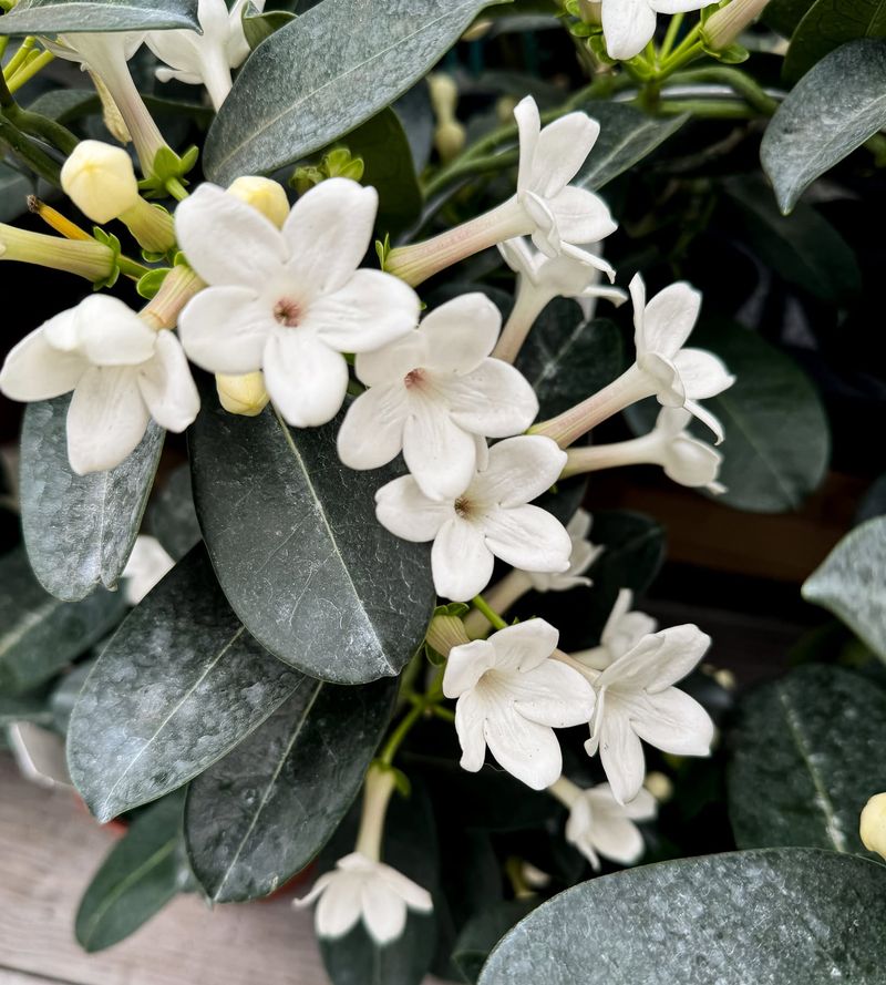 Jasmine