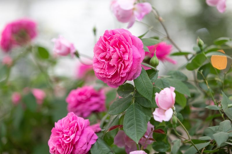 Gertrude Jekyll