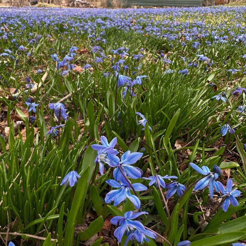 Scilla