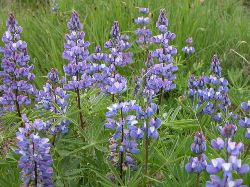 Lupines
