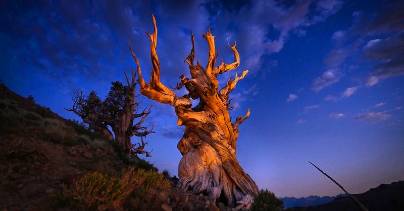 Methuselah