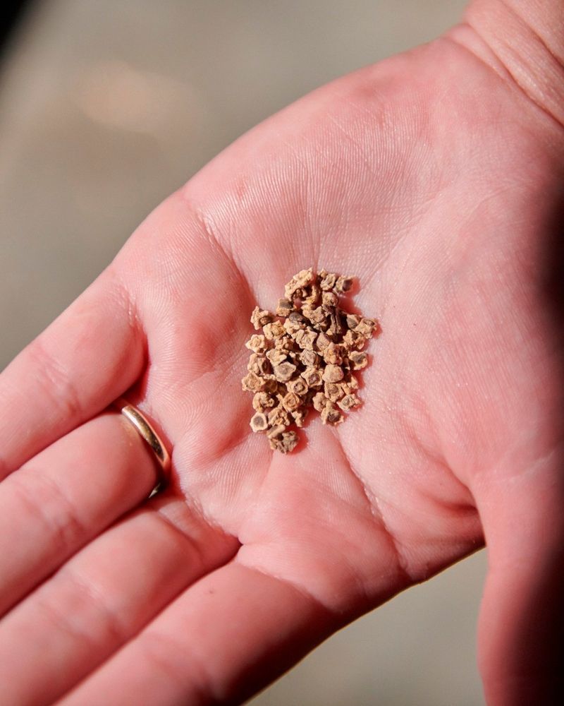 Strategic Seed Soaking