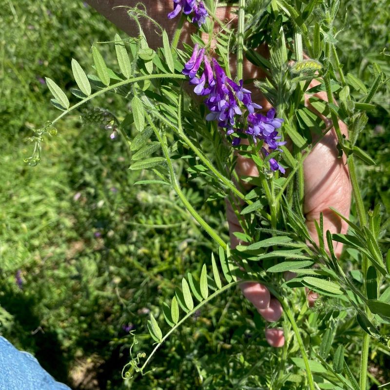 Vetch