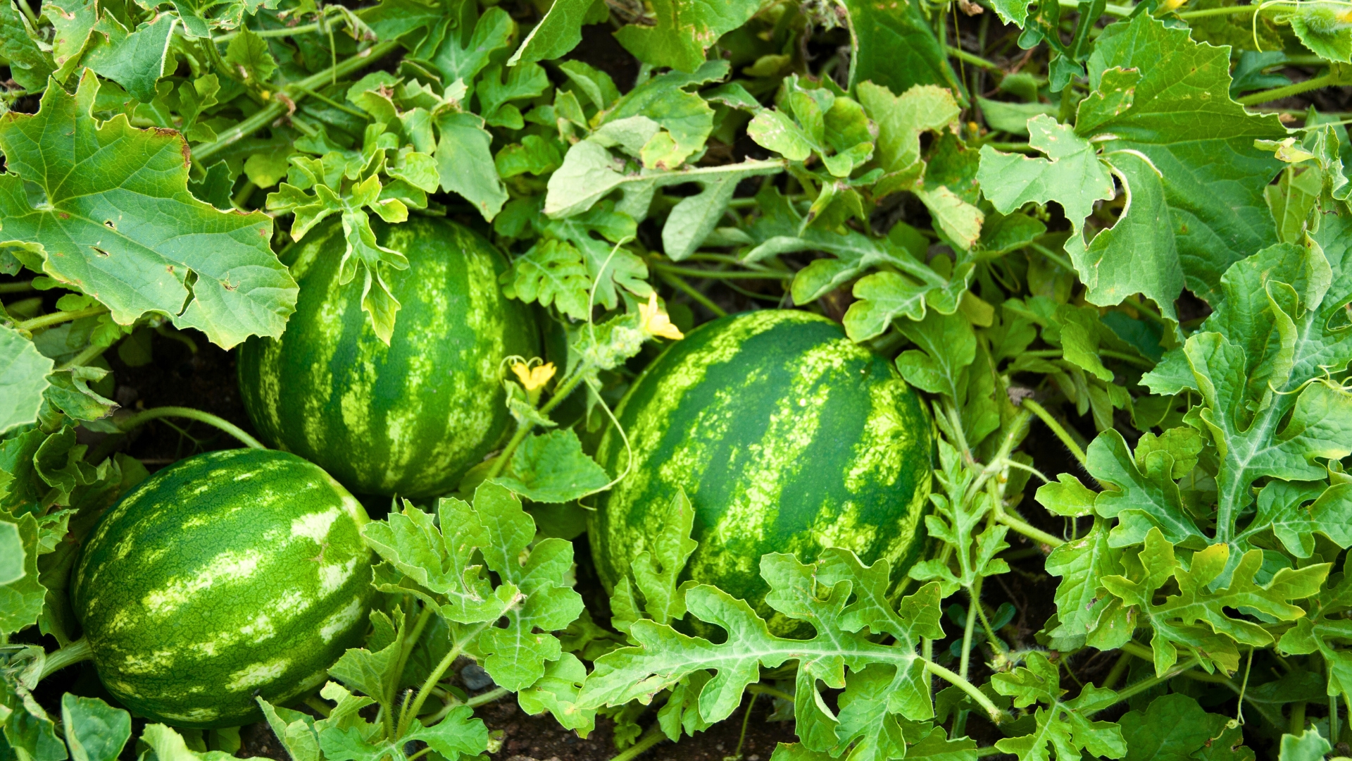 Watermelon