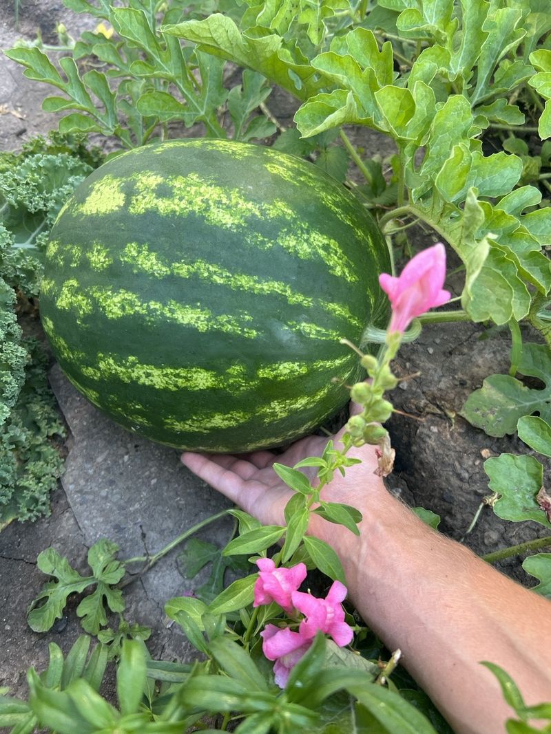 The Yellow Belly Test