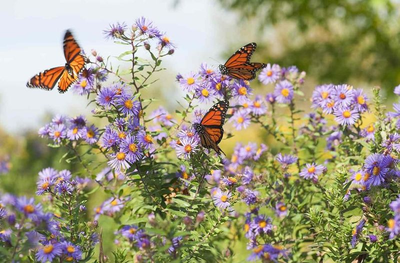Install Butterfly Houses